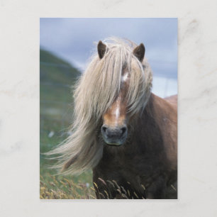 Cartão Postal Reino Unido, Escócia, Ilhas Shetland, pônei Shetla