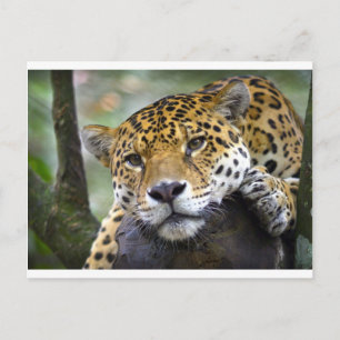 Cartão Postal Relaxamento de Jaguar na árvore