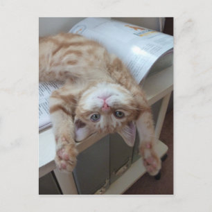 Cartão Postal Relaxamento do gatinho