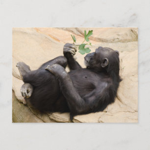 Cartão Postal Relaxando chimpanzé