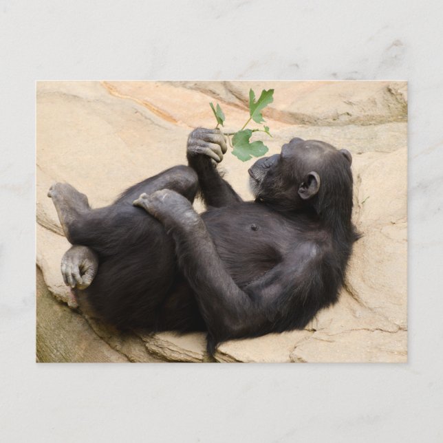 Cartão Postal Relaxando chimpanzé (Frente)