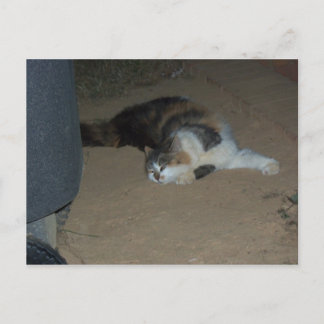Cartão Postal Relaxando Gato