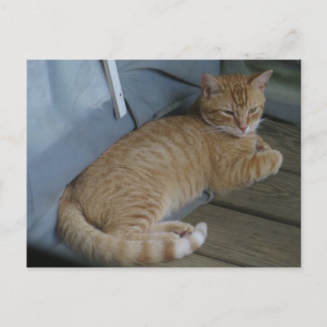 Cartão Postal Relaxando Gato (Frente)