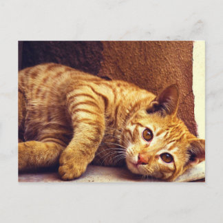 Cartão Postal Relaxando Gato Laranja