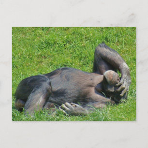 Cartão Postal Relaxing Chimpanzee - Postcard