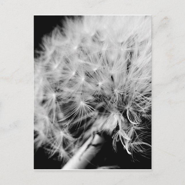 Cartão Postal Relógio Dandelion (Frente)