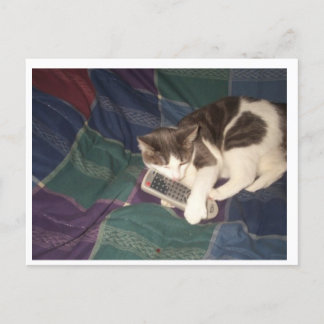 Cartão Postal Remoção de hogues de gatos