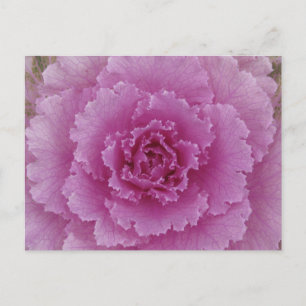 Cartão Postal Repolho Ornamental Couve-flor Kale Foto Botânica