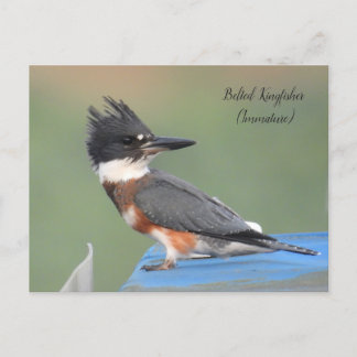 Cartão Postal Represa Cinturada (imatura)