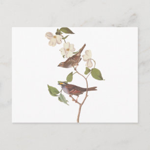 Cartão Postal Reprodução de Audubon de Sparrow branco