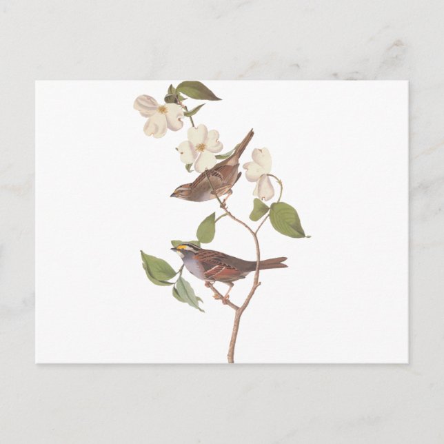 Cartão Postal Reprodução de Audubon de Sparrow branco (Frente)
