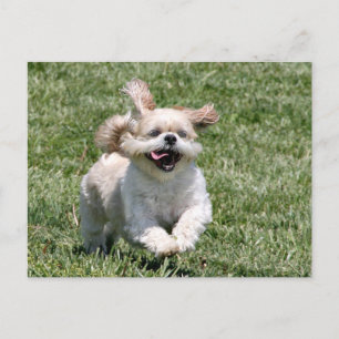 Cartão Postal Reprodução em vamos