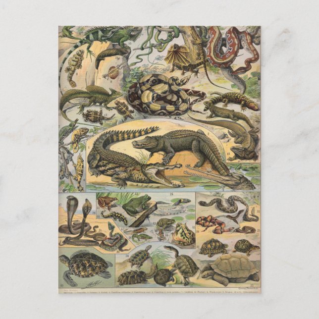 Cartão Postal Répteis (Frente)