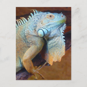 Cartão Postal réptil Iguana