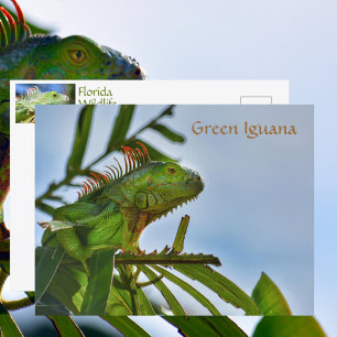 Cartão Postal Réptil Iguana Verde em Fotografia Selvagem