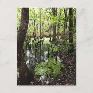 Cartão Postal reserva costeira de santeve