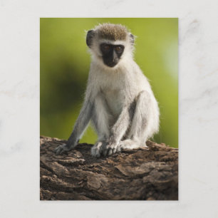 Cartão Postal Reserva de Jogo Samburu, Quénia, Macaco Vervet,