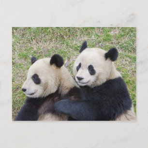 Cartão Postal Reserva de Wolong, China, Panda gigante abraçando