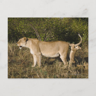 Cartão Postal Reserva Nacional Masai Mara, Quênia