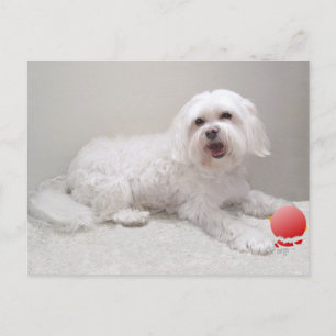 Cartão Postal Resgate de Cachorro Branco Pequeno (Maltês)
