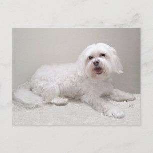 Cartão Postal Resgate de Cachorro Branco Pequeno (Maltese)