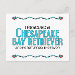 Cartão Postal Resgatei um Retriever da Baía de Chesapeake (Cacho