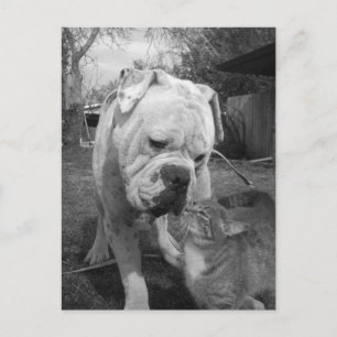 Cartão Postal respeito