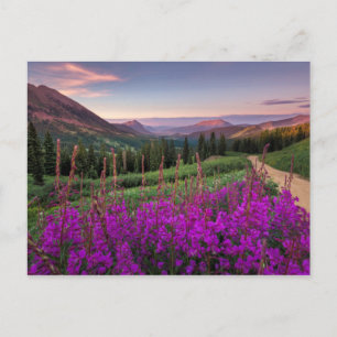 Cartão Postal Ressurgimento de Girassol   Crested Butte, Colorad