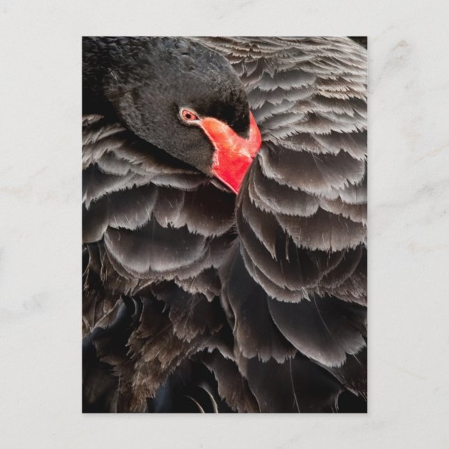 Cartão Postal Restauração do cisne negro (Frente)