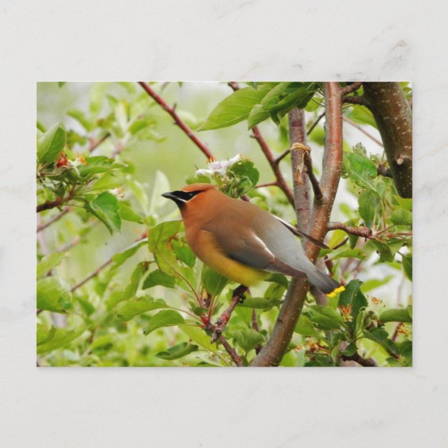 Cartão Postal Resting Cedar Waxwing (Frente)