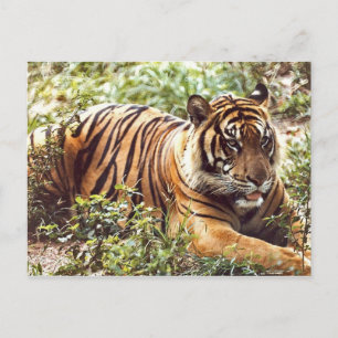 Cartão Postal Resting Sumatran Tiger Postcard