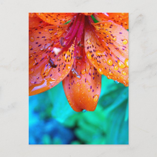 Cartão Postal restos de verão (Frente)