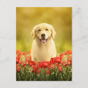 Cartão Postal Retemporizador de ouros em Flores Vermelhas