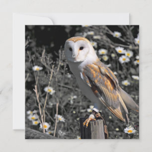 Cartão-postal Retrait Owl