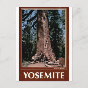 Cartão Postal Retrato Antigo do Yosemite Grizzly Giant Sequoia