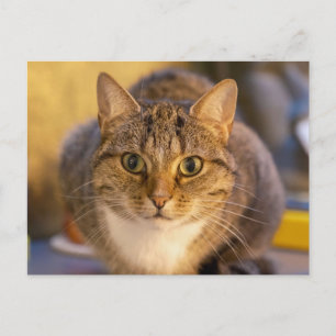 Cartão Postal Retrato aproximado de adorável gato tabby e branco