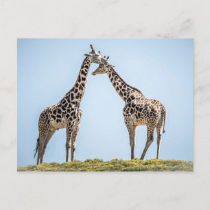 Cartão Postal Retrato Casal Girafa Contra Céu Azul