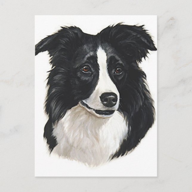 Cartão Postal Retrato Collie de Borda (Frente)