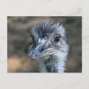 Cartão Postal Retrato da American Rhea