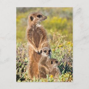 Cartão Postal Retrato da família Meerkat