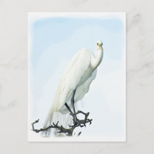 Cartão Postal Retrato da garça-real de grande branco