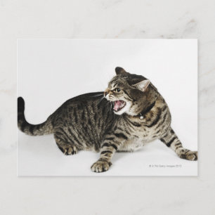 Cartão Postal Retrato da isca de gato
