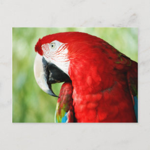 Cartão Postal Retrato da Macaw