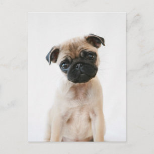 Cartão Postal Retrato de Baby Pug