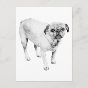 Cartão Postal Retrato de Cachorro Sereno Eleva o Humor de Qualqu