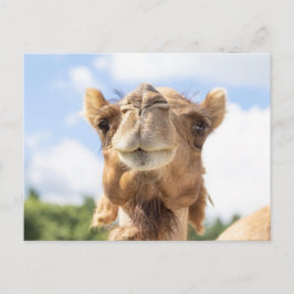 Cartão Postal Retrato de Camelo Fotografia de Animais Vida Selva