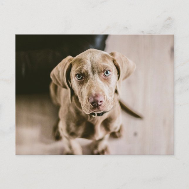 Cartão Postal Retrato de cão (Frente)