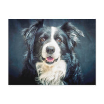 Retrato de Cão-Collie de Borda