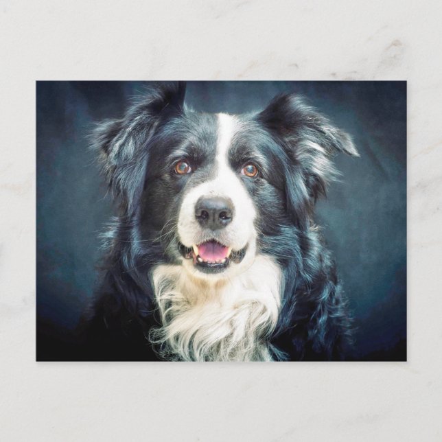 Cartão Postal Retrato de Cão-Collie de Borda (Frente)