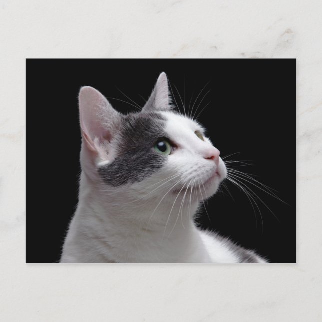 Cartão Postal Retrato de Cat (Frente)